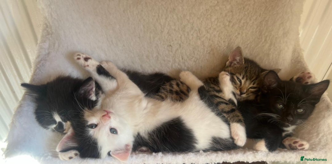 Mixed Breed cats for sale: Gorgeous Kittens - Image 4