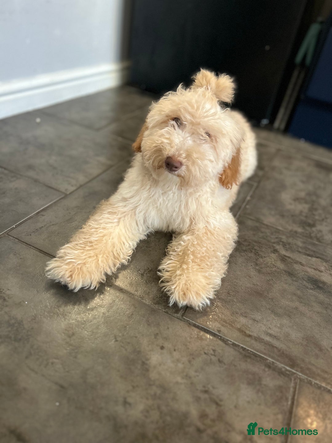 Mixed Breed dogs for sale: Miniature Poodle Female Pup  - Advert 7