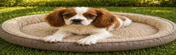 Cavalier King Charles Spaniel dogs for sale: Four Blenheim Cavalier King Charles Spaniel Boys - Advert 2
