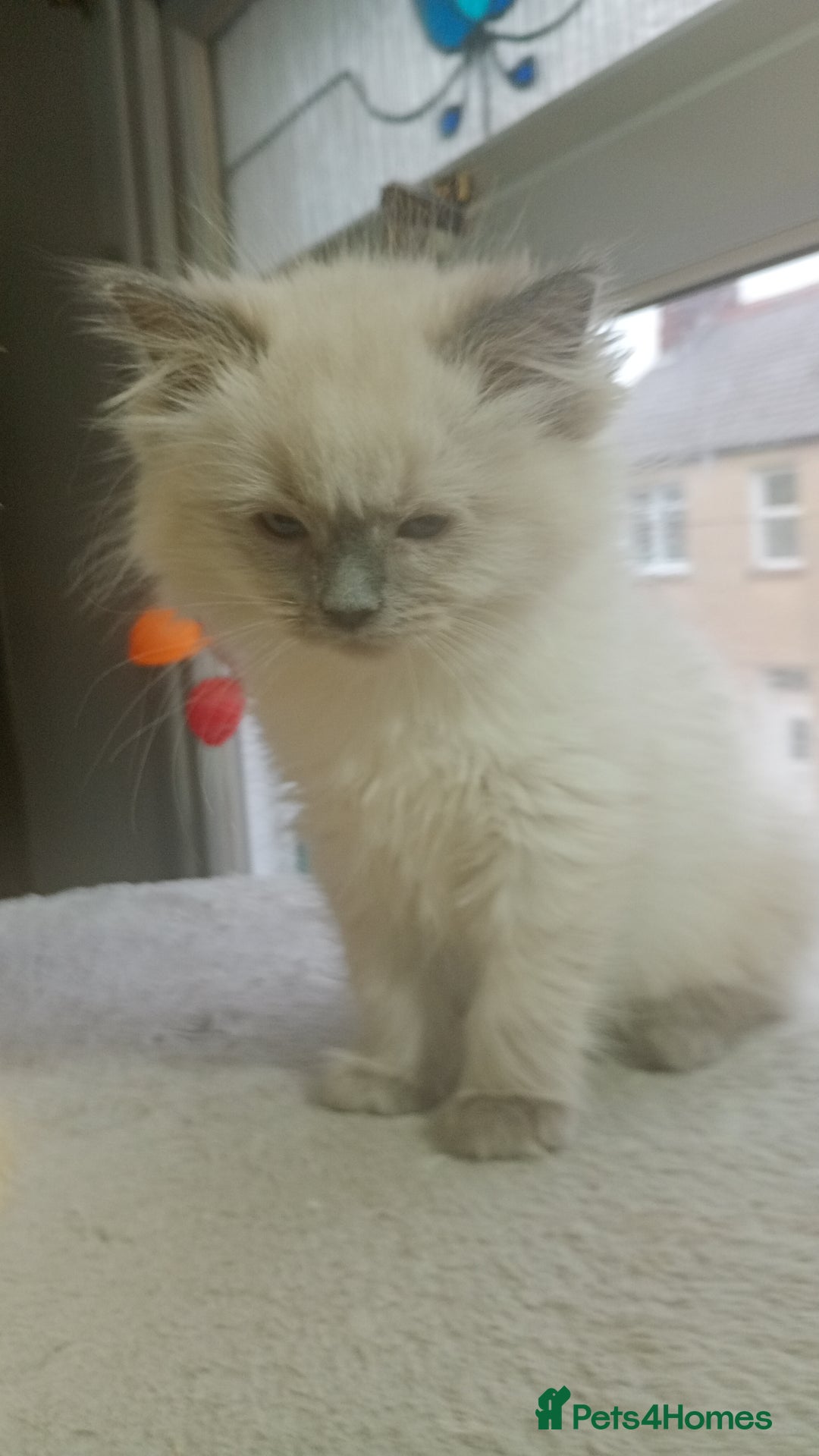 Ragdoll cats for sale: Beautiful full ragdoll kittens £695 - Advert 9