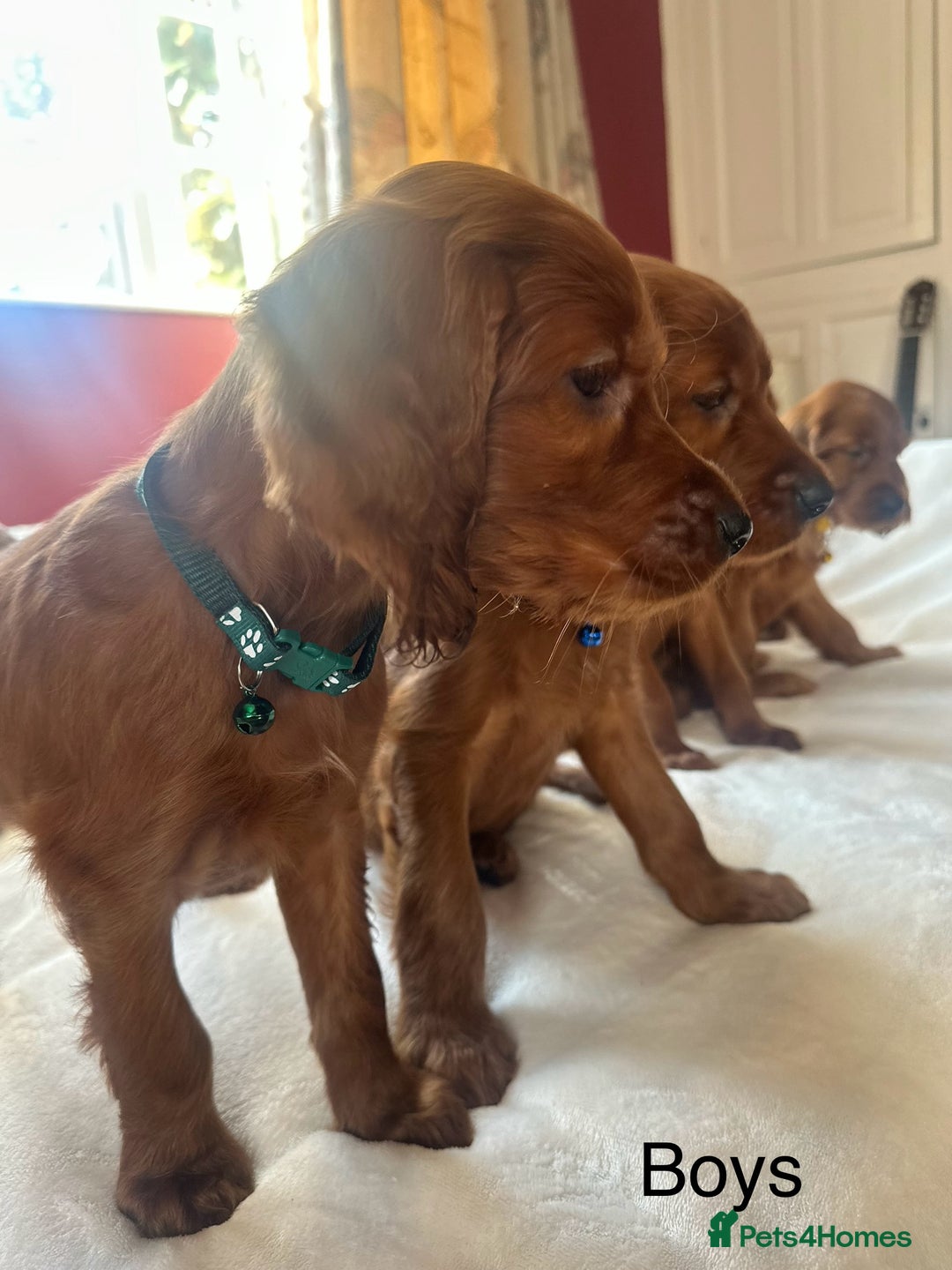 Irish Setter dogs for sale: Irish Setter Puppies 💜 - Image 9