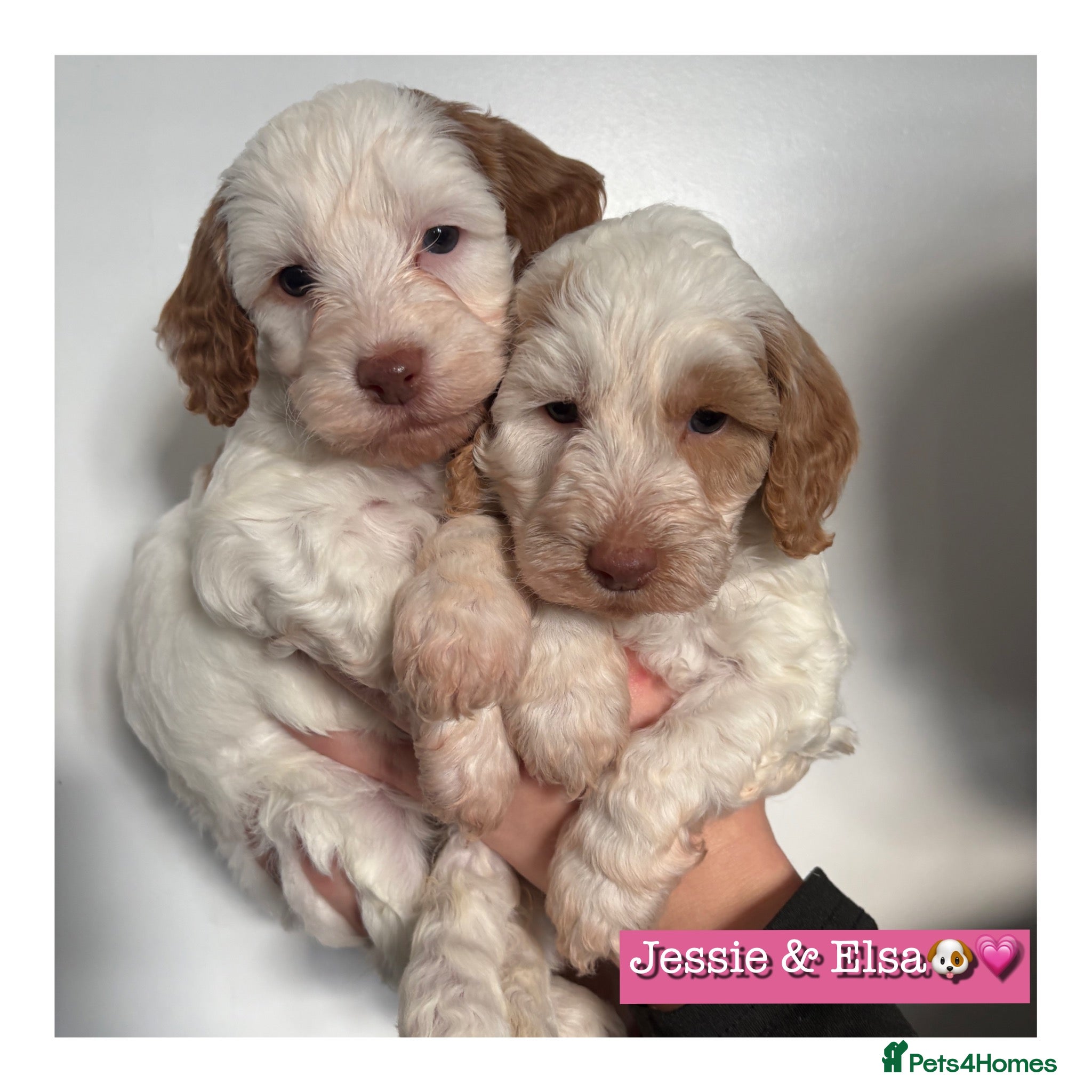 Cockapoo dogs 🐶🐾 Cockapoo puppies 🐶🐾 - Advert 15