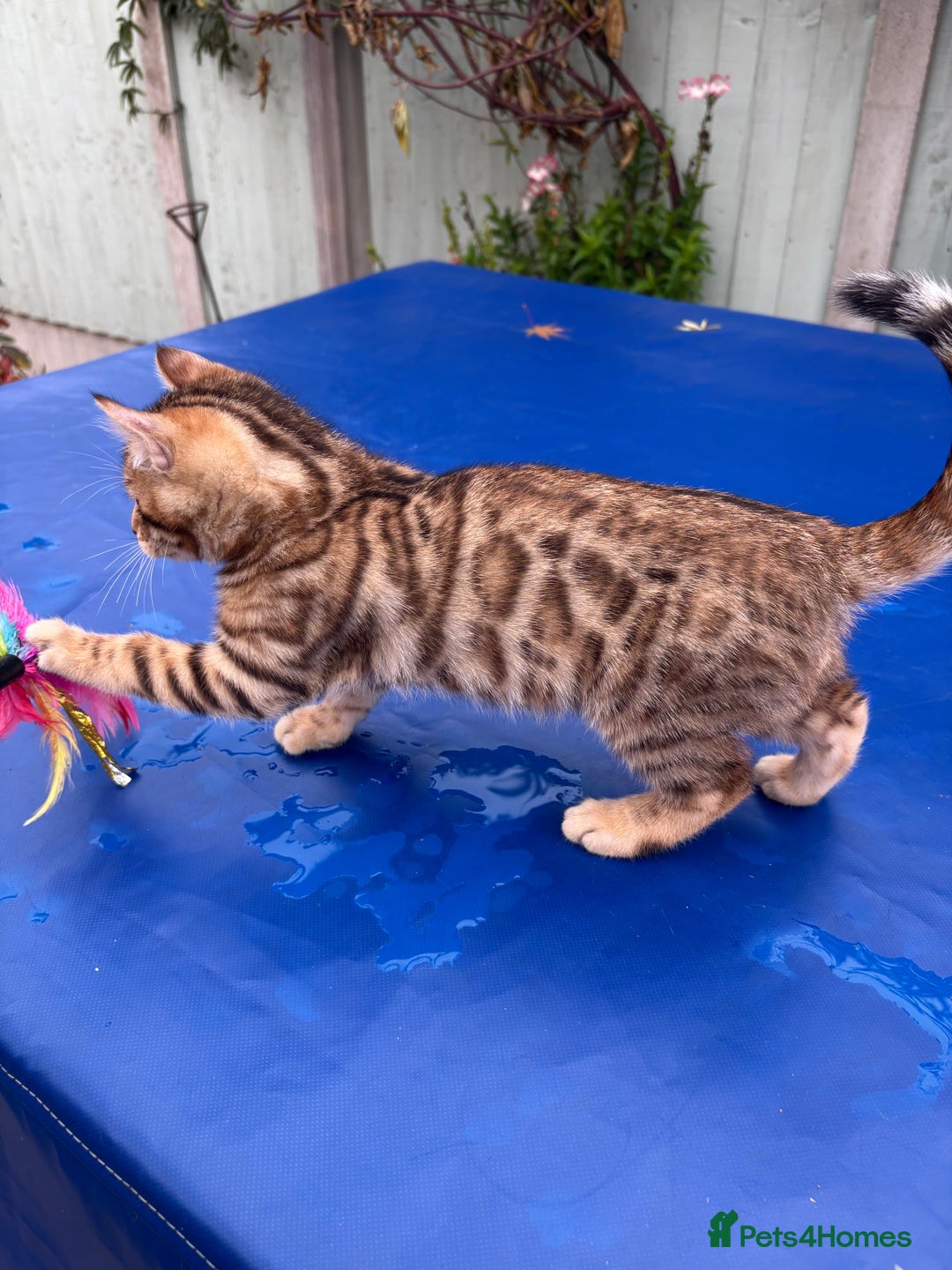 Keetso cats for sale: Rare curled eared rosetted keetso male  - Advert 12