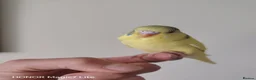 Budgerigars birds for sale: Beautiful Baby Budgies  - Advert 3