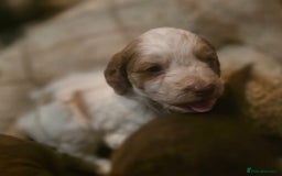 Cockapoo dogs for sale: Cockerpoo puppies F1 stunning colours - Image 12