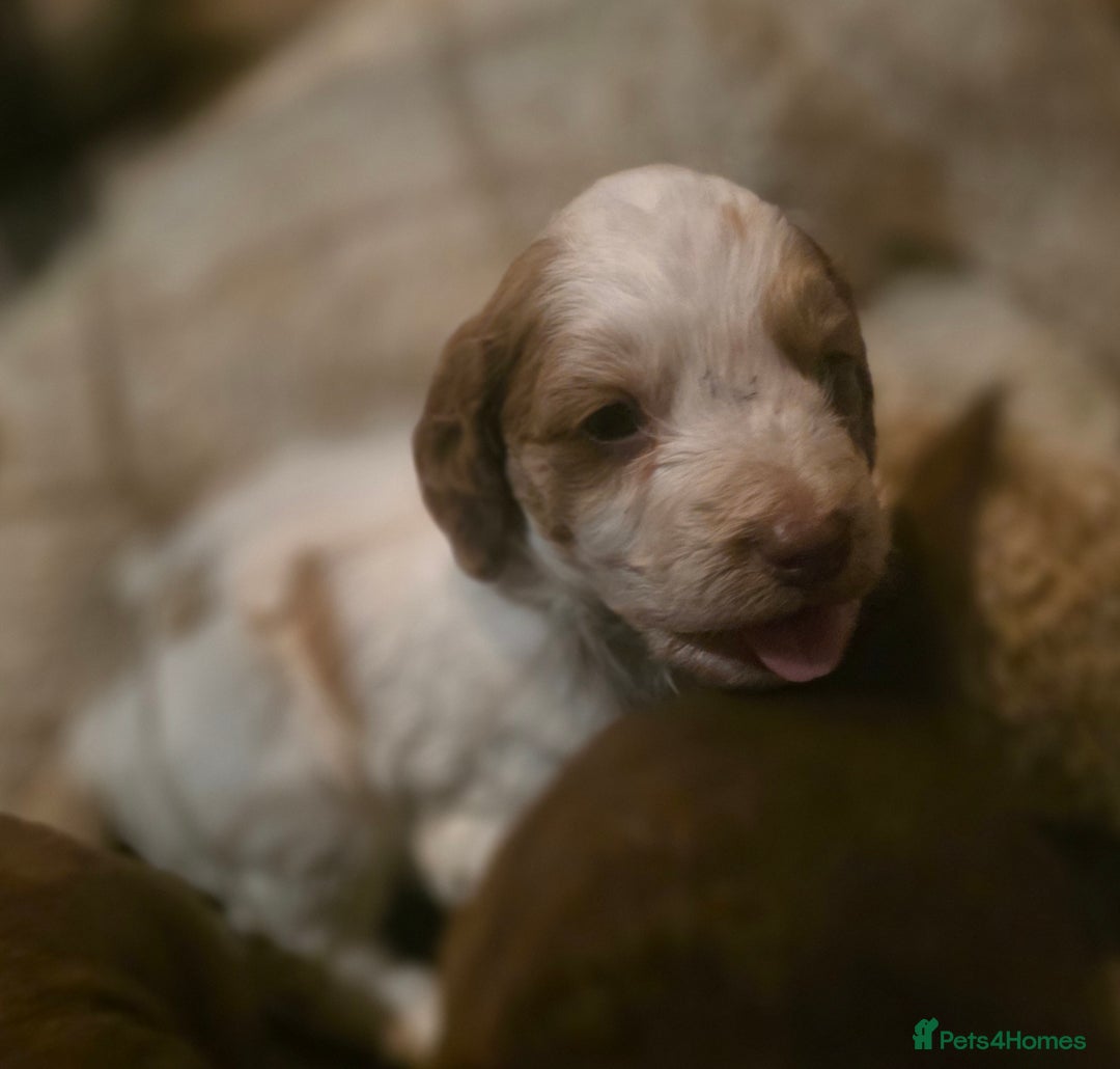 Cockapoo dogs for sale: Cockerpoo puppies F1 stunning colours - Image 12