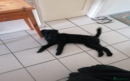 Kerry Blue Terrier dogs for sale: SUPERB LITTER OF KERRY BLUE TERRIERS - Advert 2