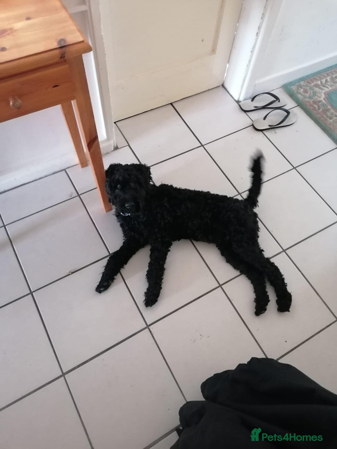 Kerry Blue Terrier dogs for sale: SUPERB LITTER OF KERRY BLUE TERRIERS - Advert 2