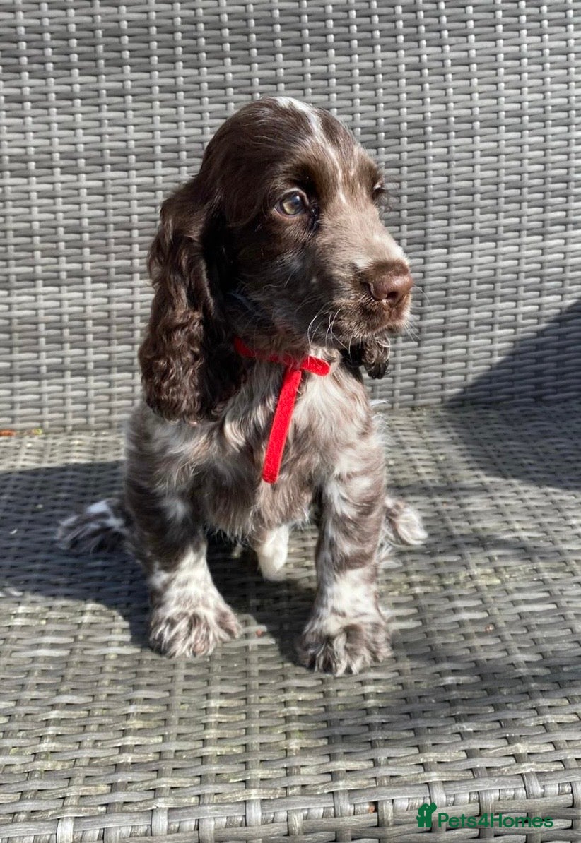 Cocker Spaniel dogs KC registered Cocker Spaniel Pups For Sale - Advert 2