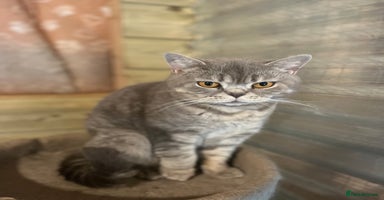 British Shorthair cats - Advert 16