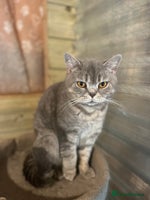 British Shorthair cats - Advert 16