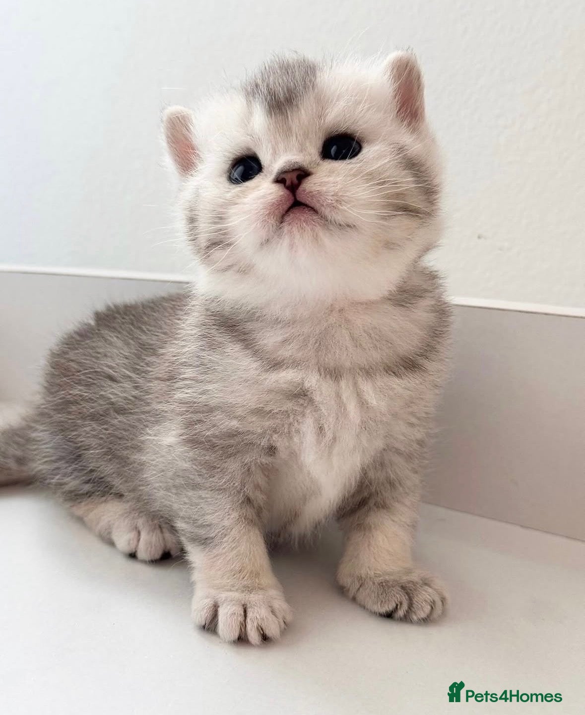 British Shorthair cats Beautiful silver shaded British shorthair kittens - Advert 18