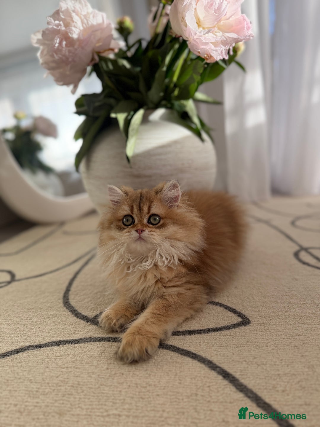 British Shorthair cats for sale: Golden British Longhair kitten  - Advert 3