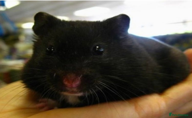 Hamster rodents - Advert 5