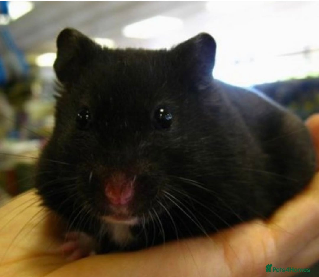 Hamster rodents for sale: Baby hamsters for sale  - Image 1