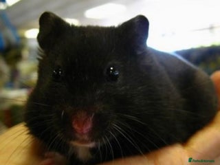 Hamster rodents - Advert 9