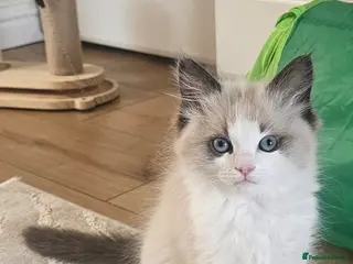 Ragdoll cats Ragdoll Tica Pedigree kittens - Advert 8