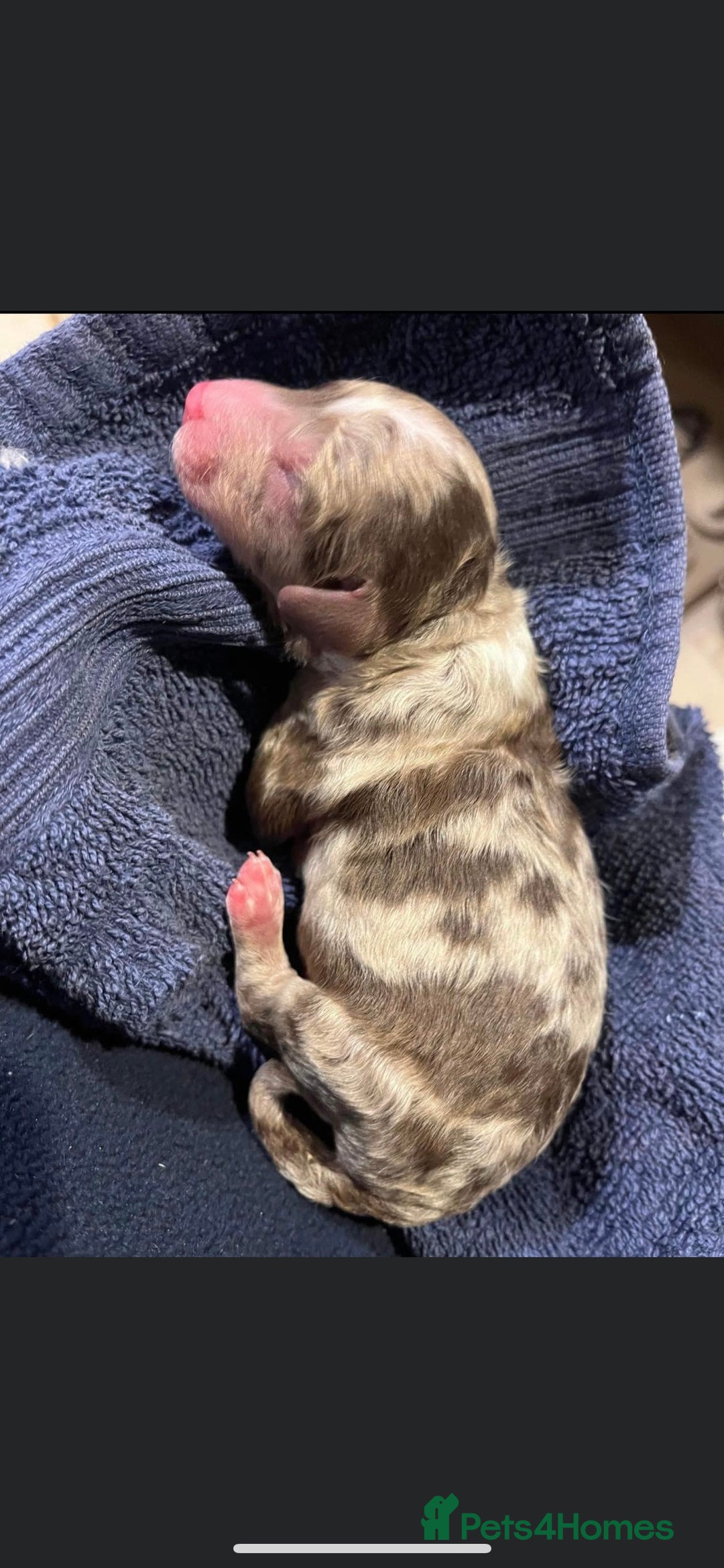 Toy Poodle dogs for stud: Percy KC Chocolate Phantom Toy Poodle Stud in Middlesbrough - Advert 8