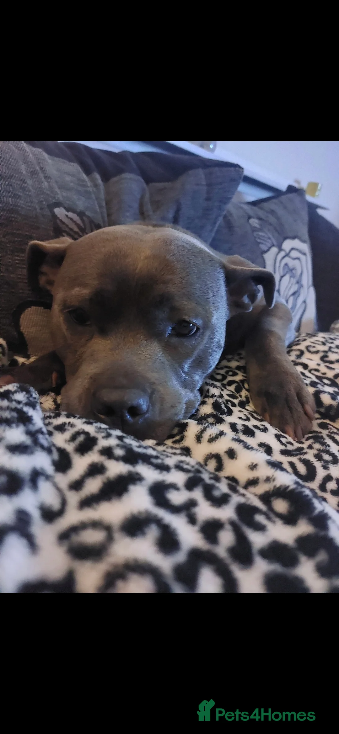 Staffordshire Bull Terrier dogs for stud: Staffordshire Bull Terrier looking for a stud - Advert 4