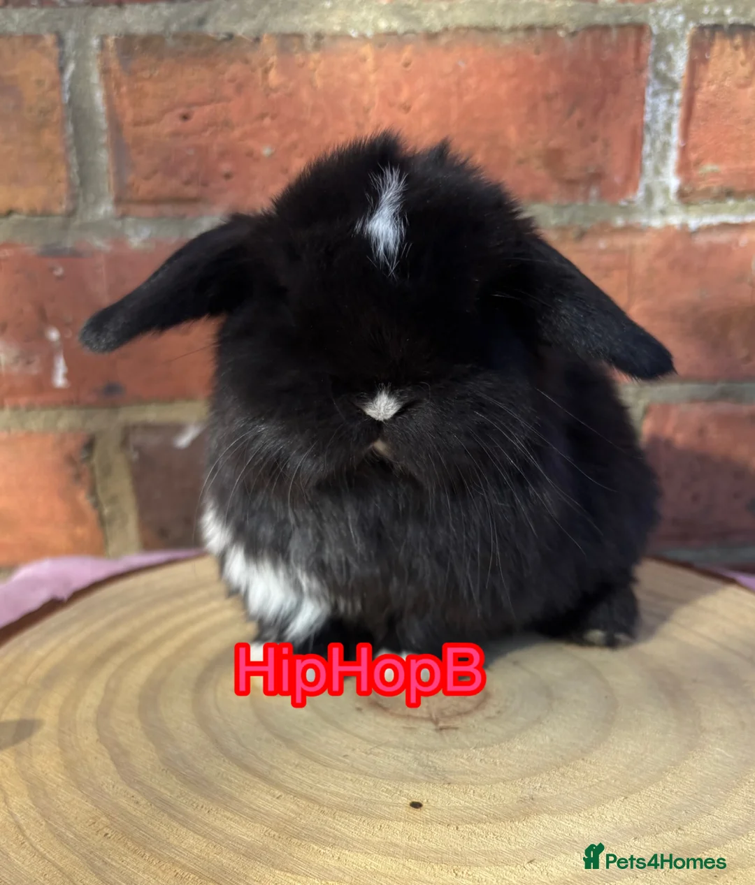 Mini Lop rabbits for sale: Pedigreed pure bred baby mini lops  - Advert 2