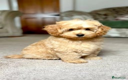 Cockapoo dogs for sale: Winnie F1b Golden Cockapoo Girl - Ready Now - Image 6