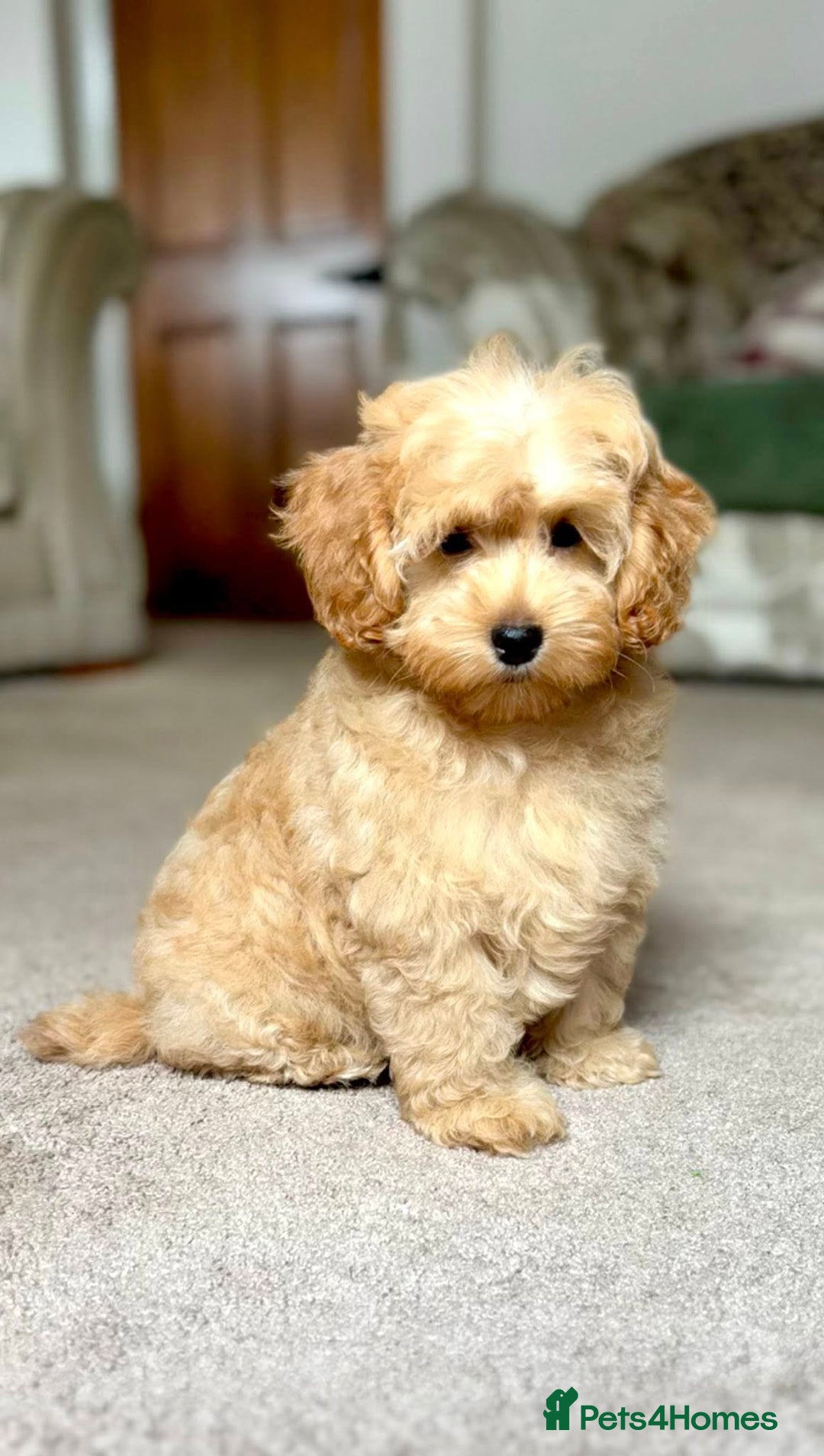Cockapoo dogs for sale: Winnie F1b Golden Cockapoo Girl - Ready Now - Image 6