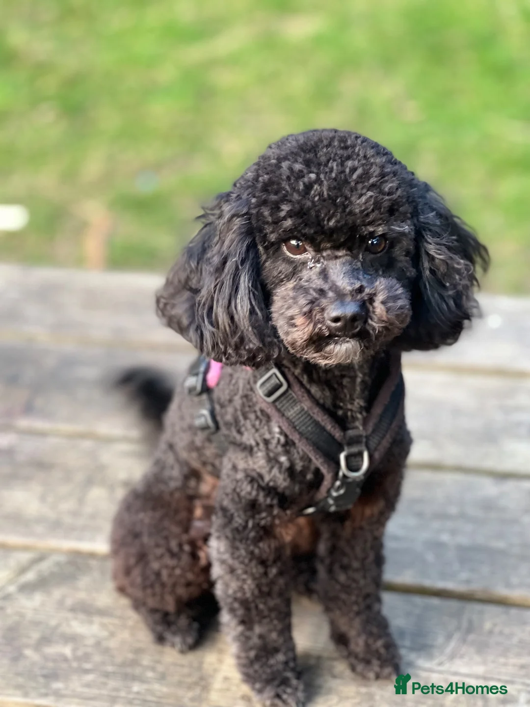 Cavapoo dogs for sale: Rosie - Advert 1