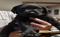 Labrador Retriever dogs for sale: Labrador Love Nuggets - 7 left - Image 18