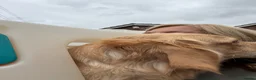 Mixed Breed dogs for sale: Magnificent blonde wolf dog puppies golden sarloos - Advert 13
