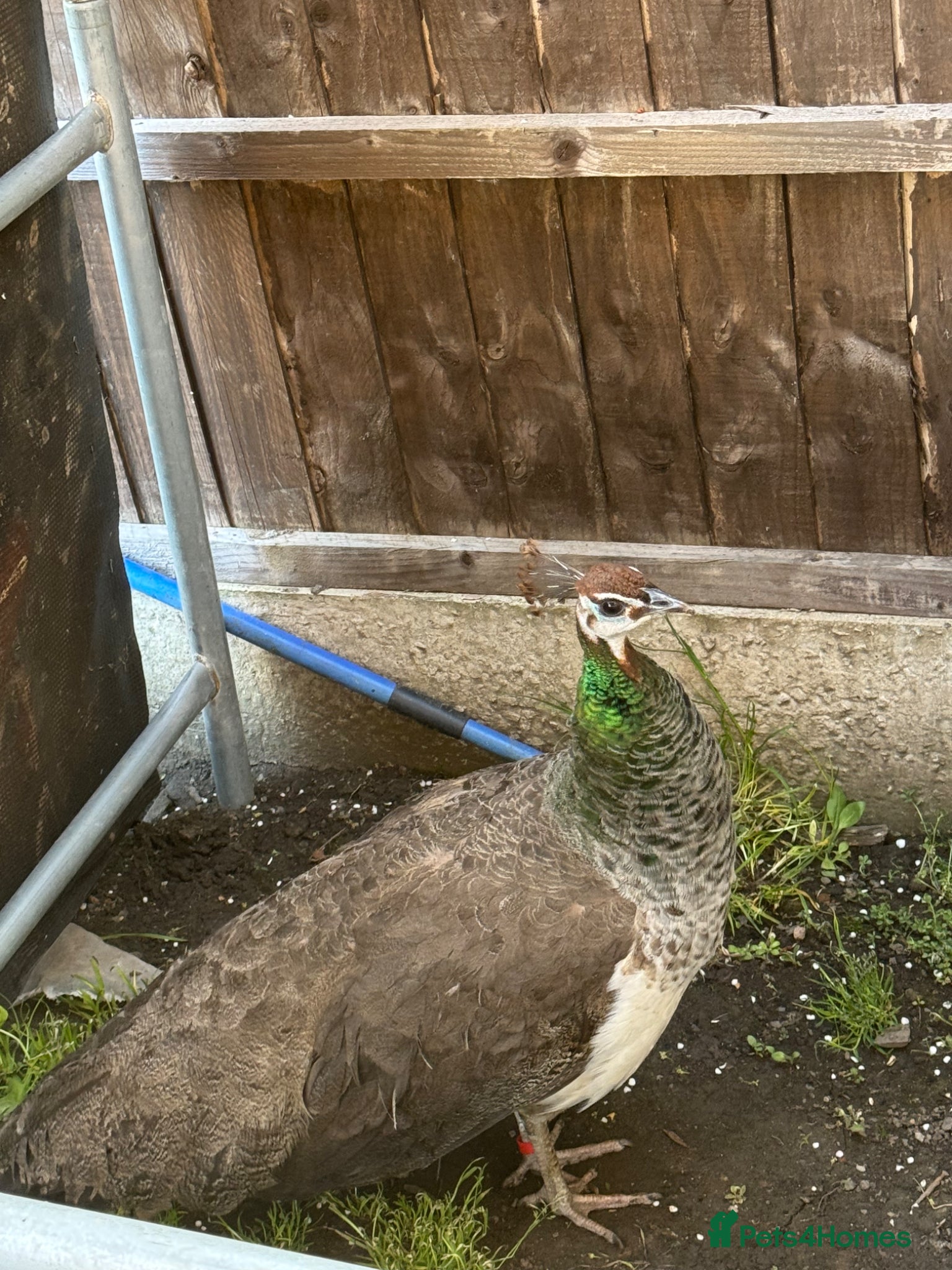 Peafowl poultry Female Indian blue peahen - peafowl - Advert 1