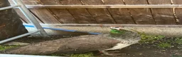 Peafowl poultry for sale: Female Indian blue peahen - peafowl - Advert 1