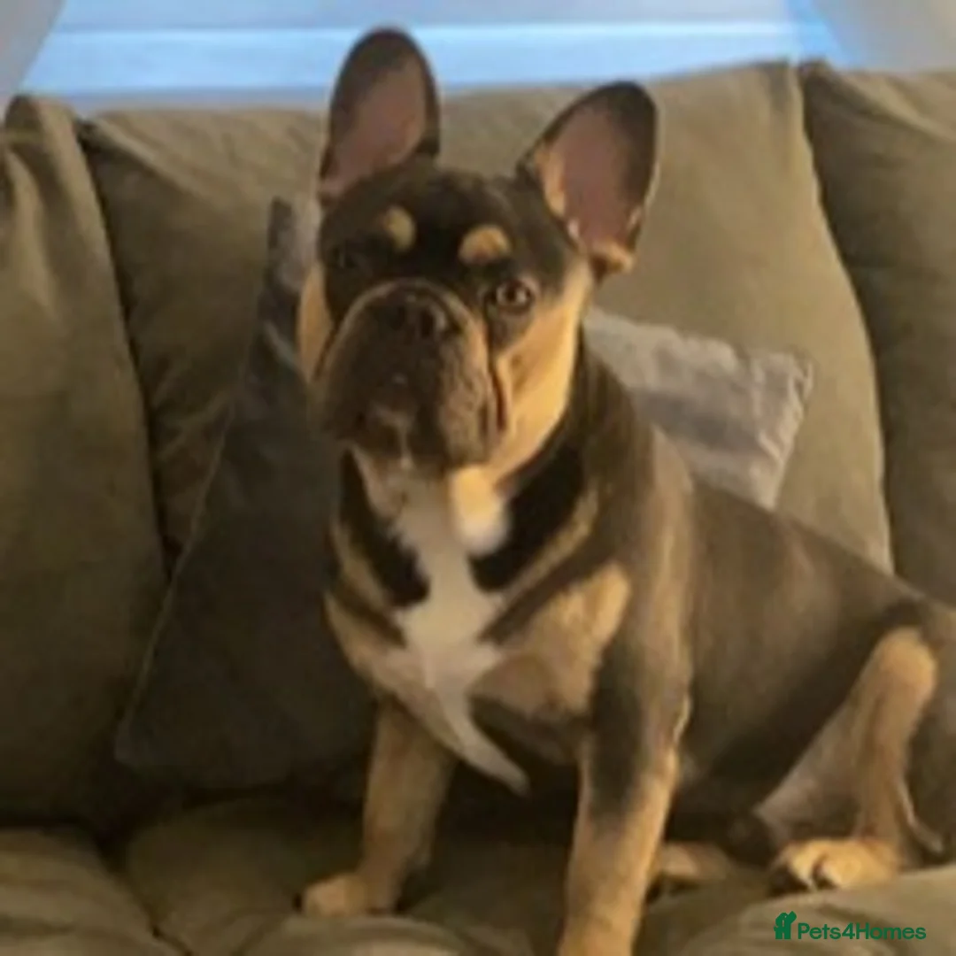 French Bulldog dogs for stud: BRUCE blue and tan french bulldog in Sheffield - Advert 4