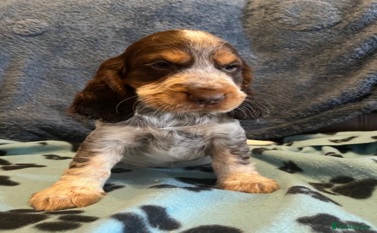 Cocker Spaniel dogs - Advert 4