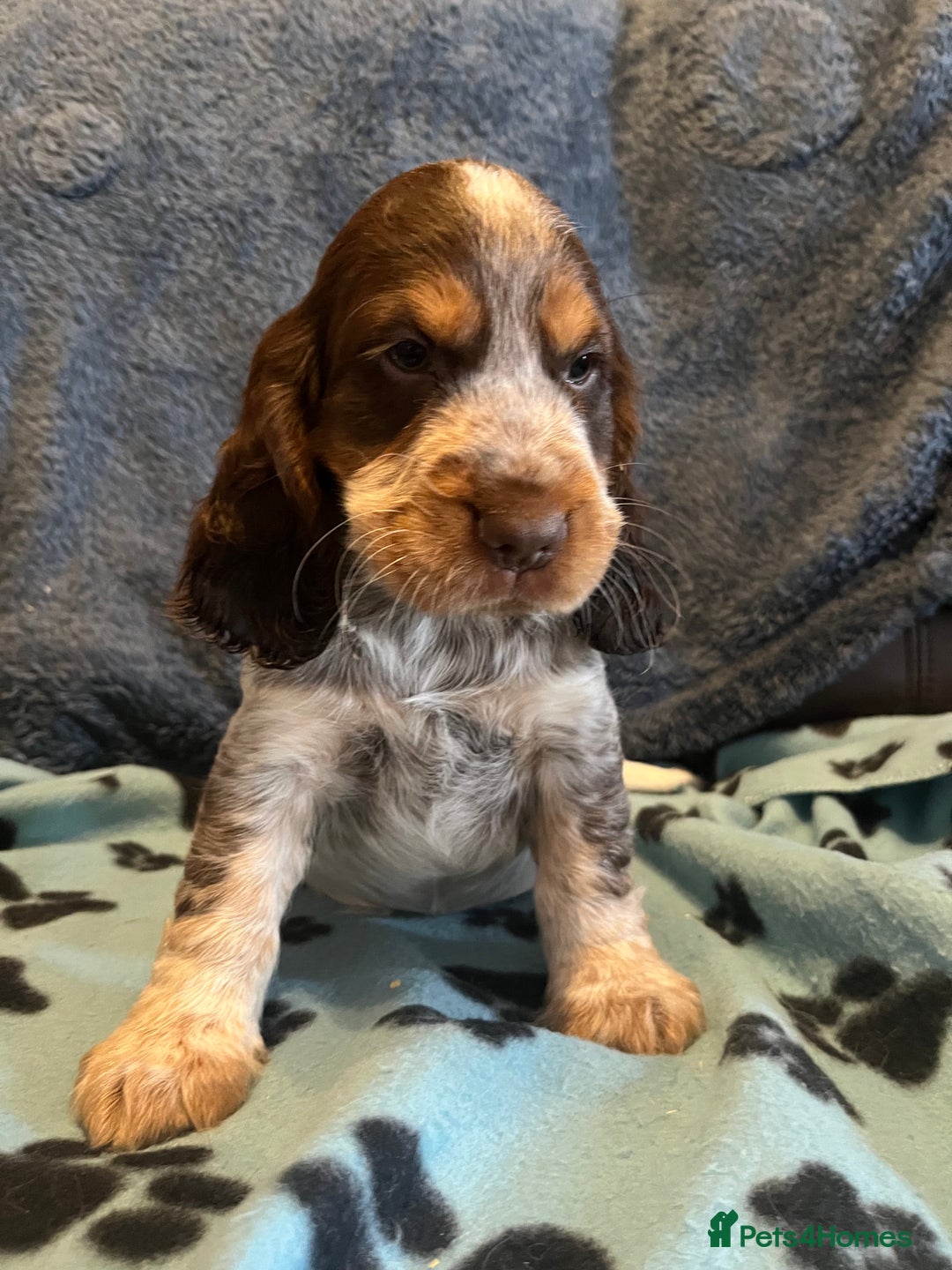 Cocker Spaniel dogs for sale: Stunning show type cocker spaniel puppies  - Image 1
