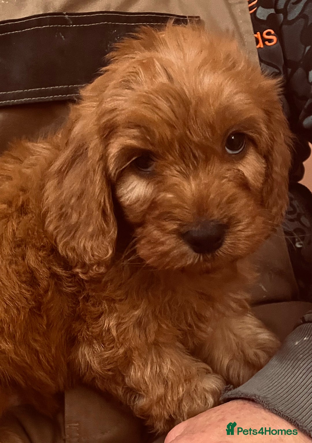 Cockapoo dogs for sale: Top quality fully health tested fox red cockapoos  - Advert 10