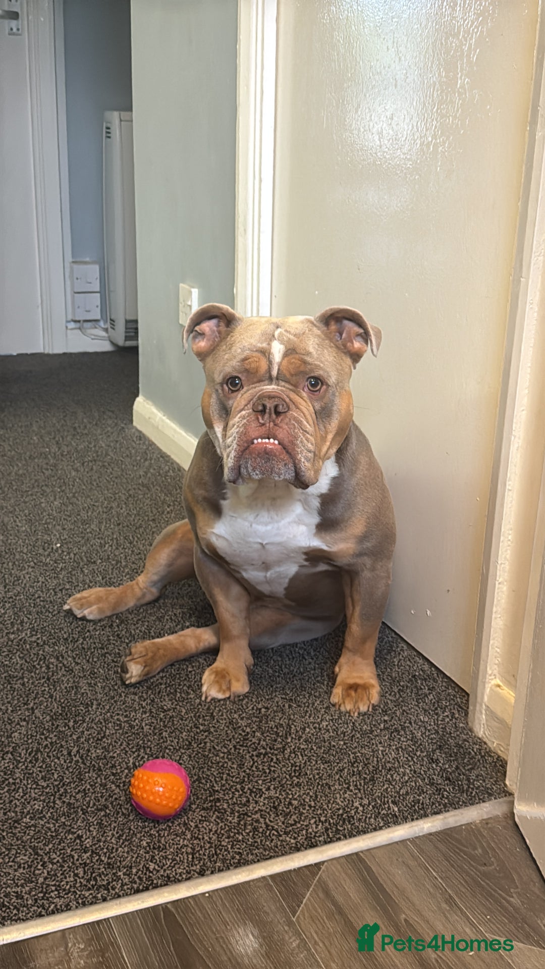 Olde English Bulldogge dogs for stud: LILAC TRI CARRYING FLUFFY - Image 8