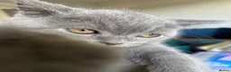 British Shorthair cats for sale: 2 boy kittens - Advert 9