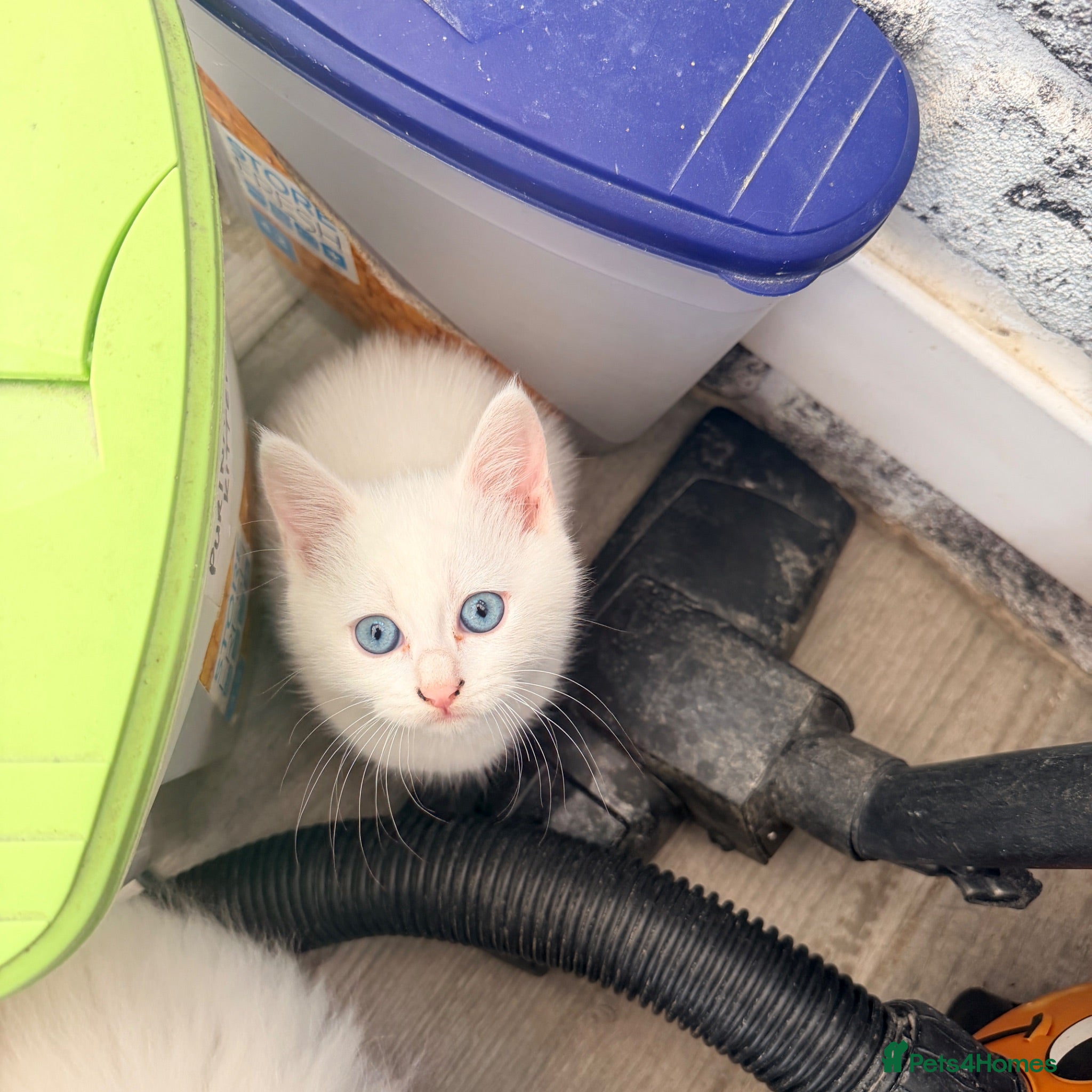 Persian cats 4 beautiful Persian x kittens, ready now - Advert 18