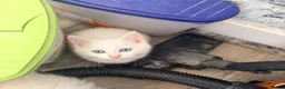 Persian cats for sale: 4 beautiful Persian x kittens, ready now - Advert 29