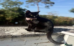 British Shorthair cats for sale: Female cat looking for loving home  - Image 5