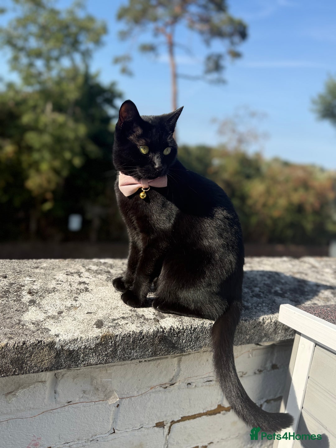 British Shorthair cats for sale: Female cat looking for loving home  - Image 5
