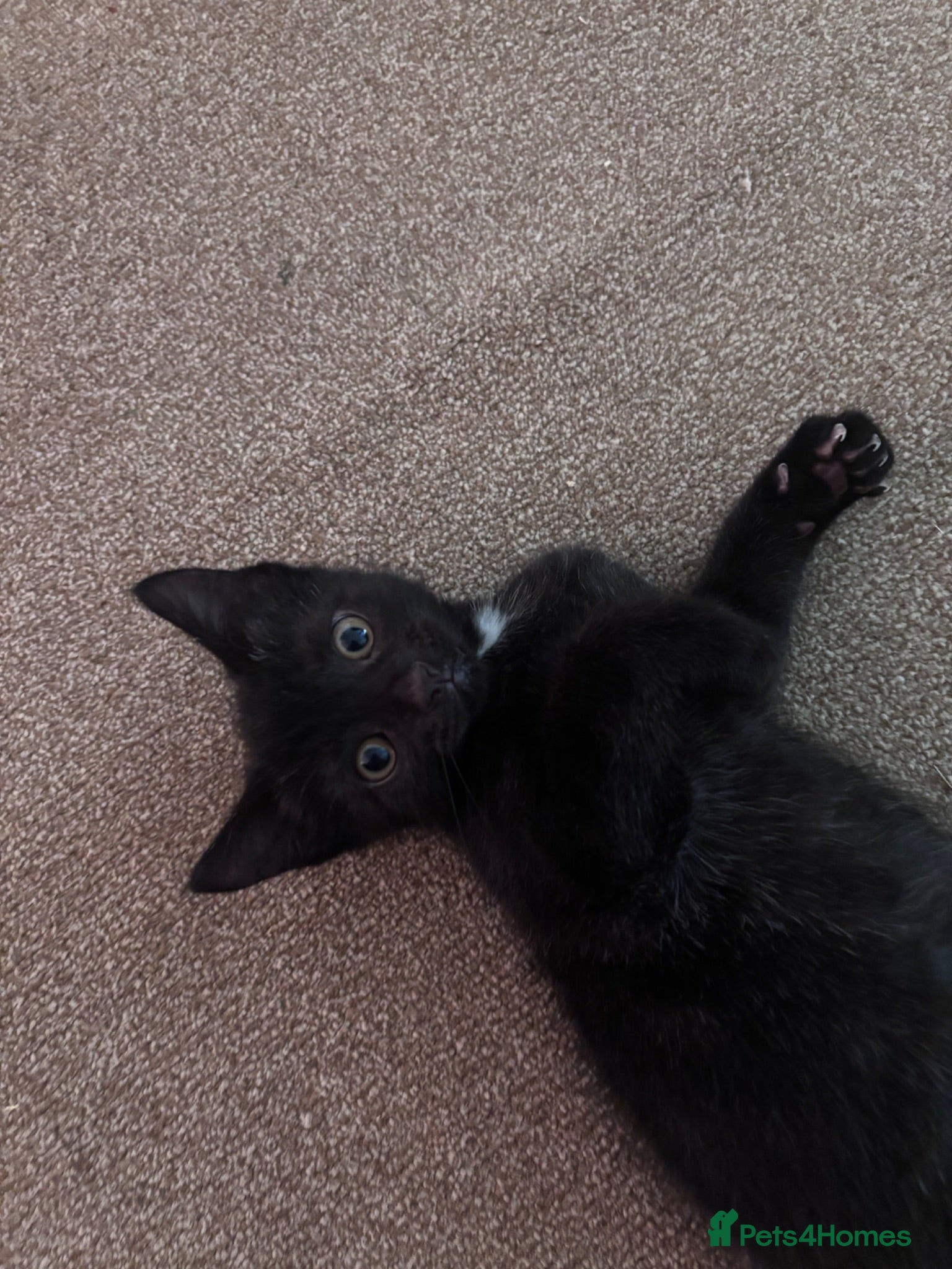 British Shorthair cats Kittens *ONLY 2 BOYS LEFT* - Advert 1