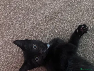 British Shorthair cats Kittens *ONLY 2 BOYS LEFT* - Advert 1