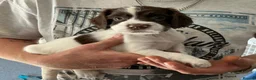 English Springer Spaniel dogs for sale: Beautiful springer spaniel puppies - Advert 4