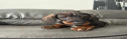 Dachshund dogs for stud: Dachshund standard (Teckle)  - Advert 8