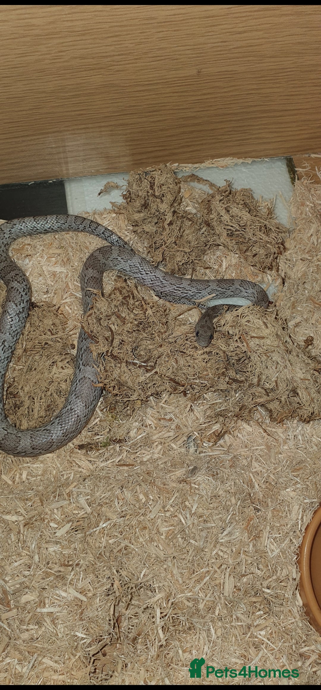 Corn Snake reptiles Male corn snake  in Lymington - Advert 8