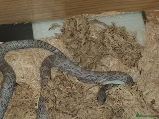 Corn Snake reptiles Male corn snake in Lymington - Advert 8