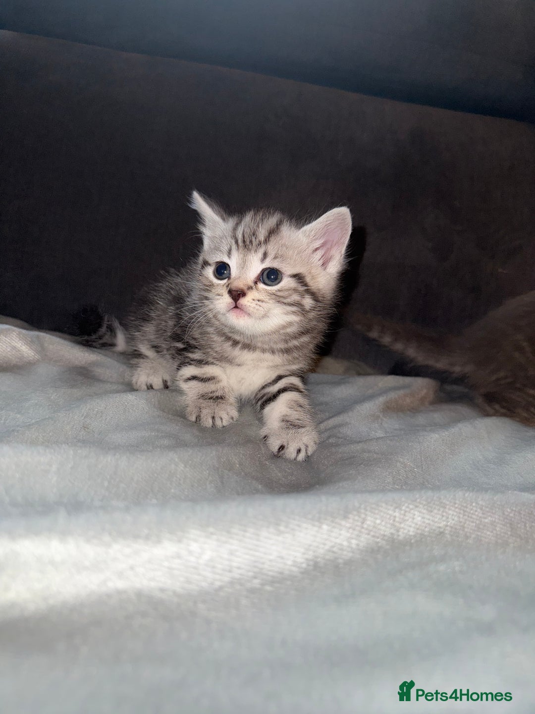 British Shorthair cats for sale: Kittens  - Advert 2