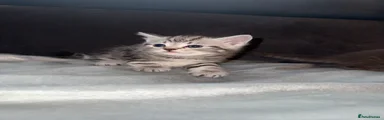 British Shorthair Kitten 1