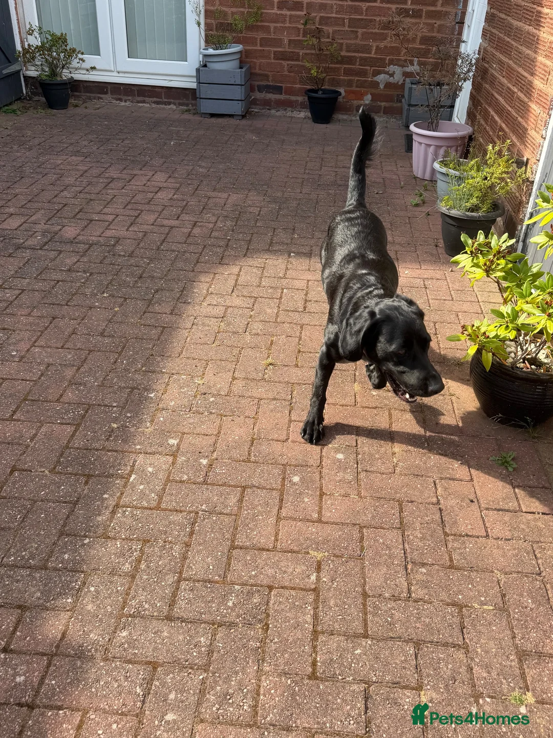 Labrador Retriever dogs for stud: 2 year old lab for sale  - Advert 2